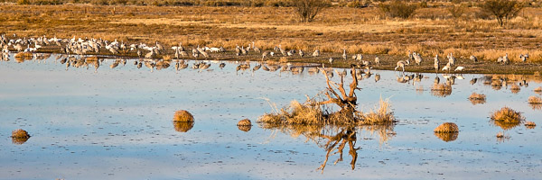 Sandhill Cranes